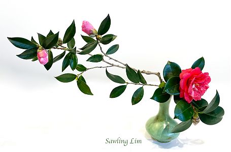 Sawling Lim 